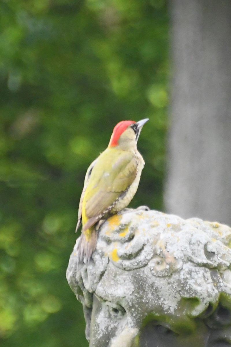 Eurasian Green Woodpecker - ML619122712