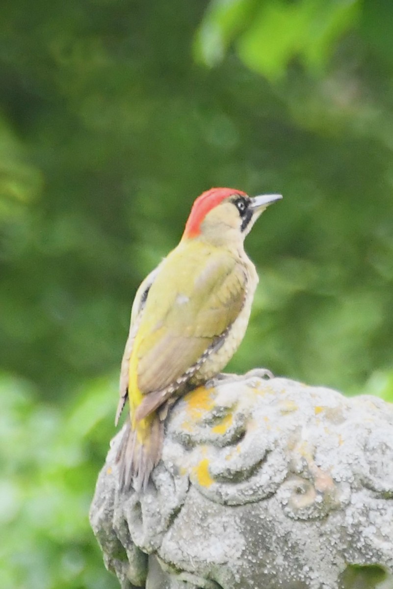 Eurasian Green Woodpecker - ML619122715