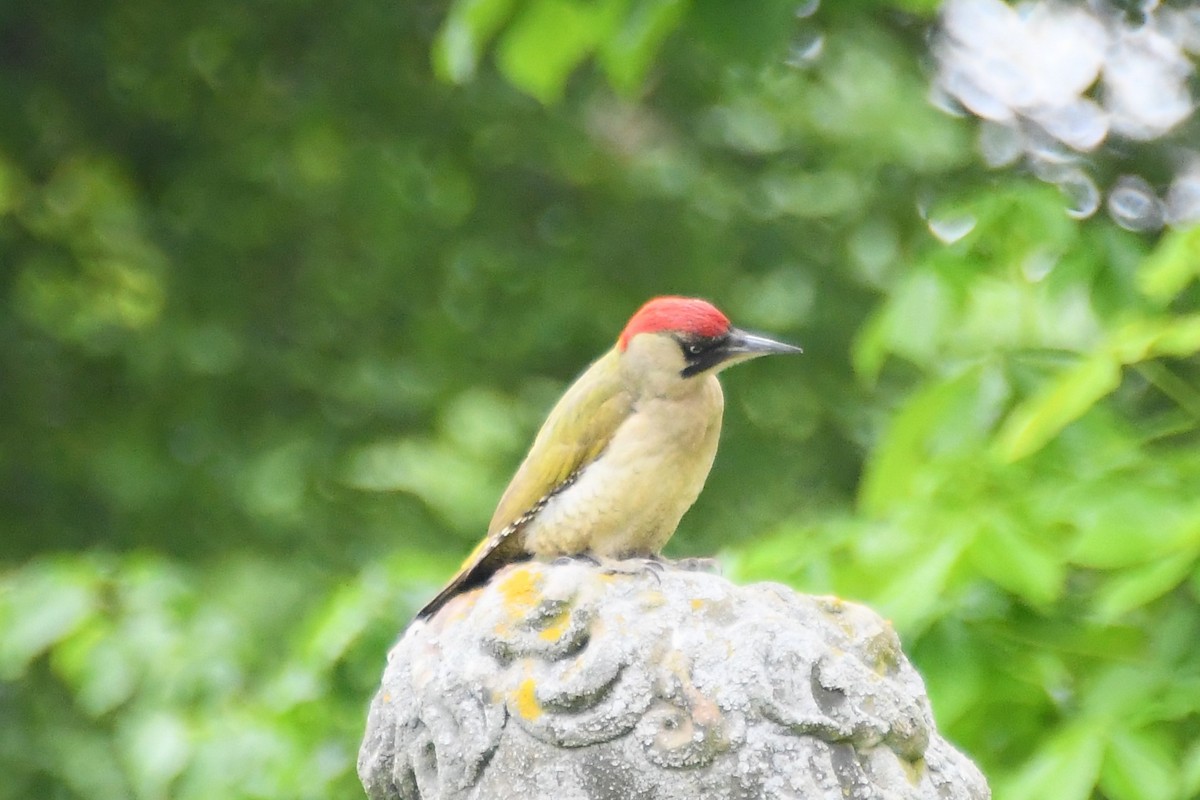 Eurasian Green Woodpecker - ML619122717