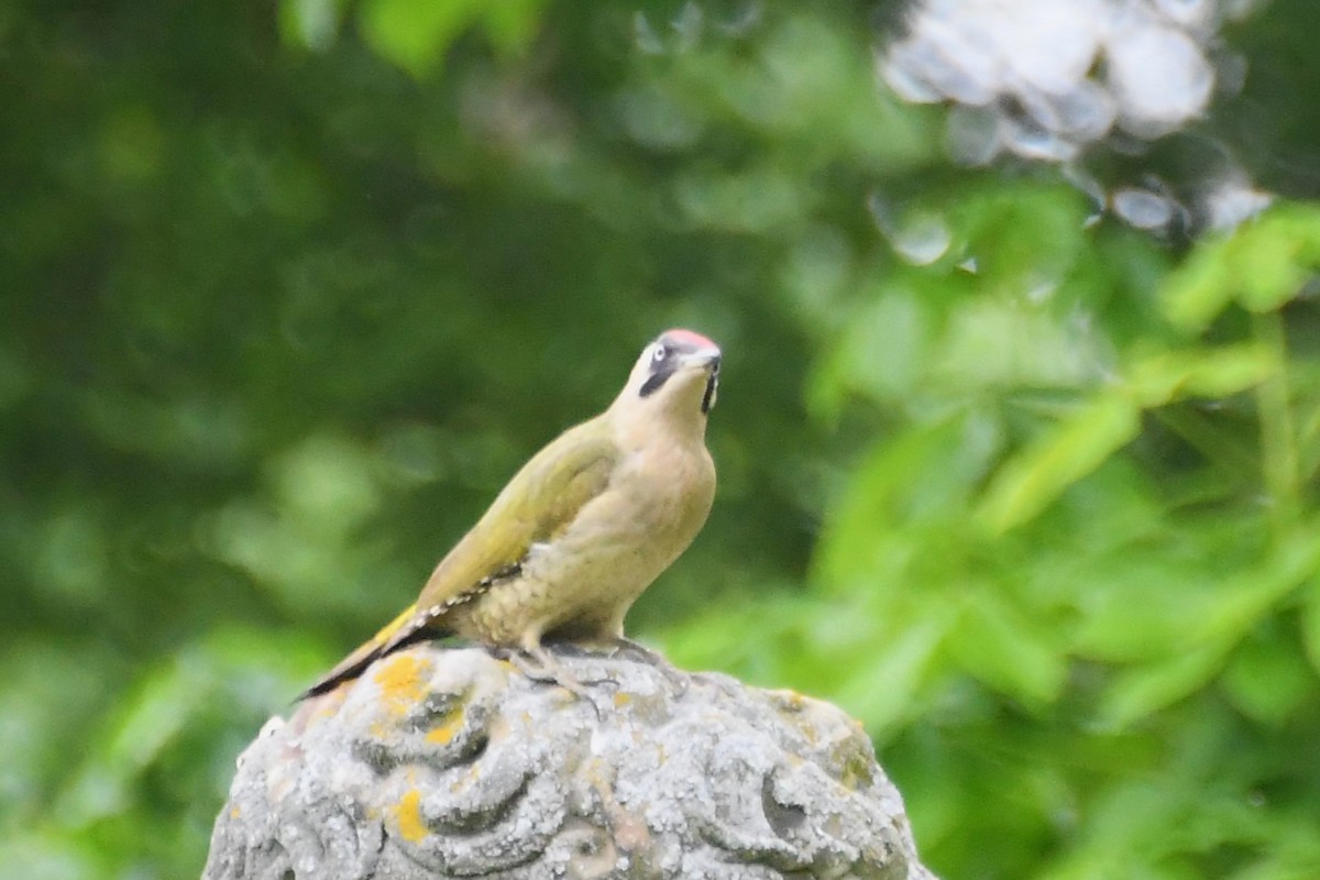 Eurasian Green Woodpecker - ML619122718