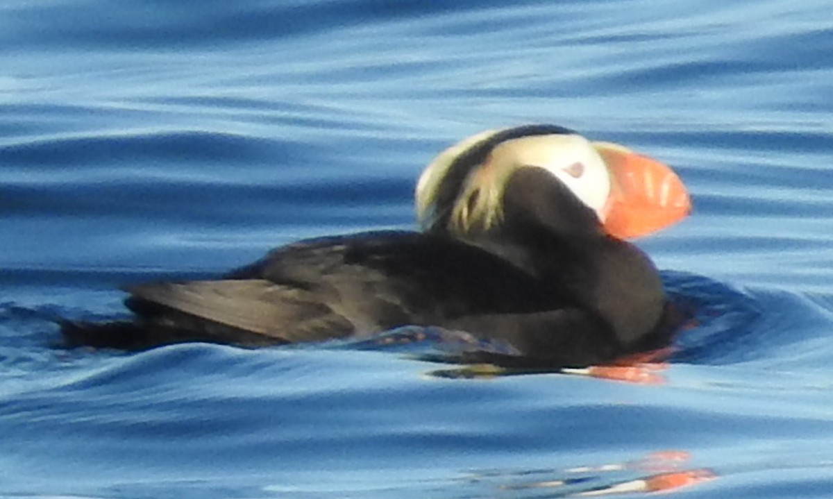 Tufted Puffin - ML619122743