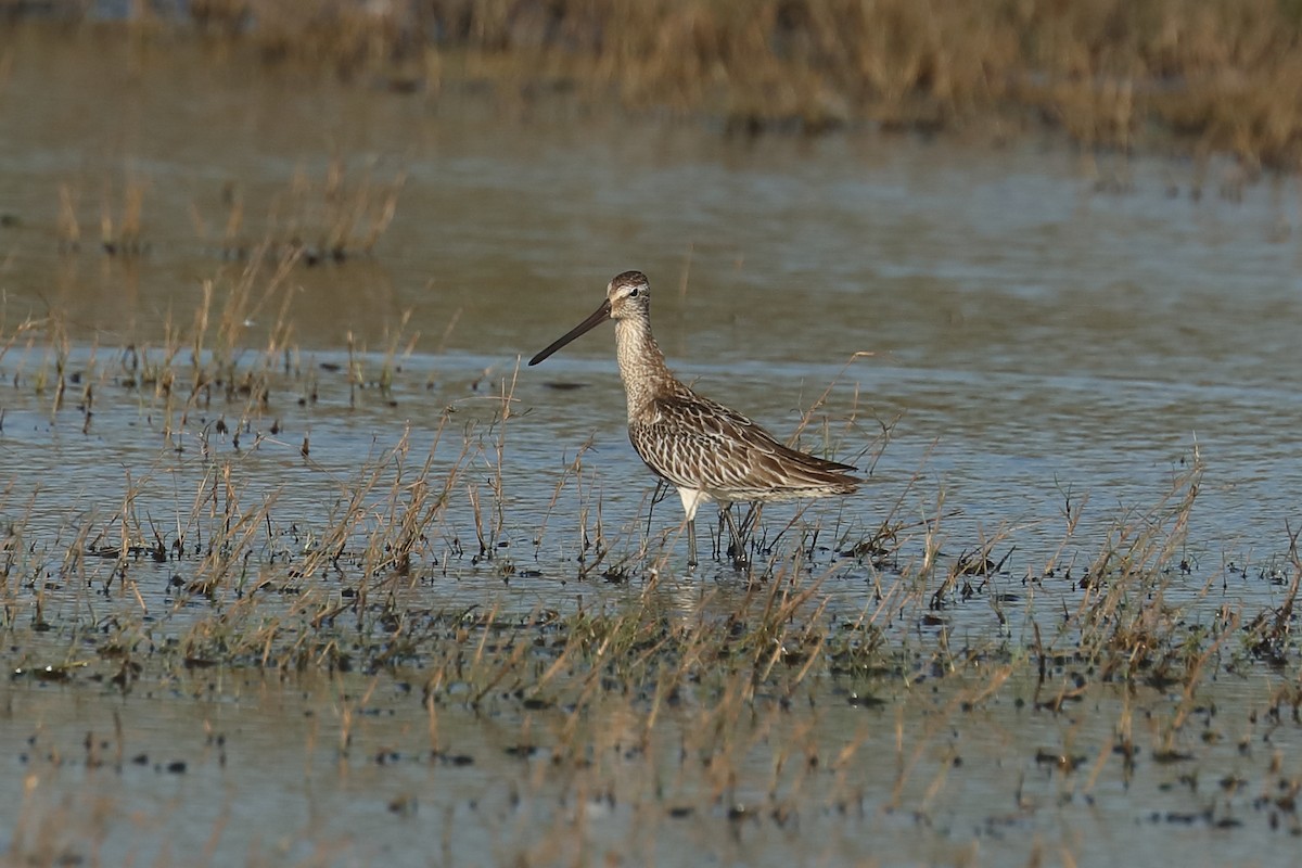 Asian Dowitcher - ML619122745