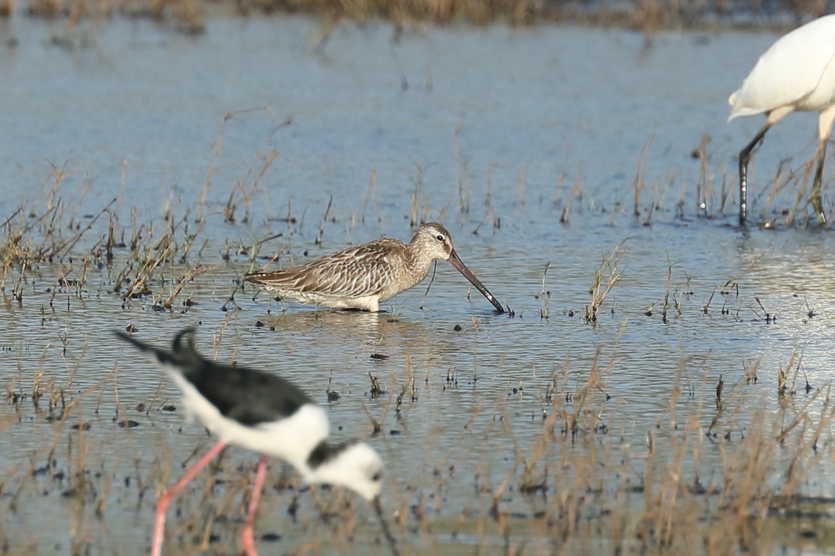 Asian Dowitcher - ML619122746
