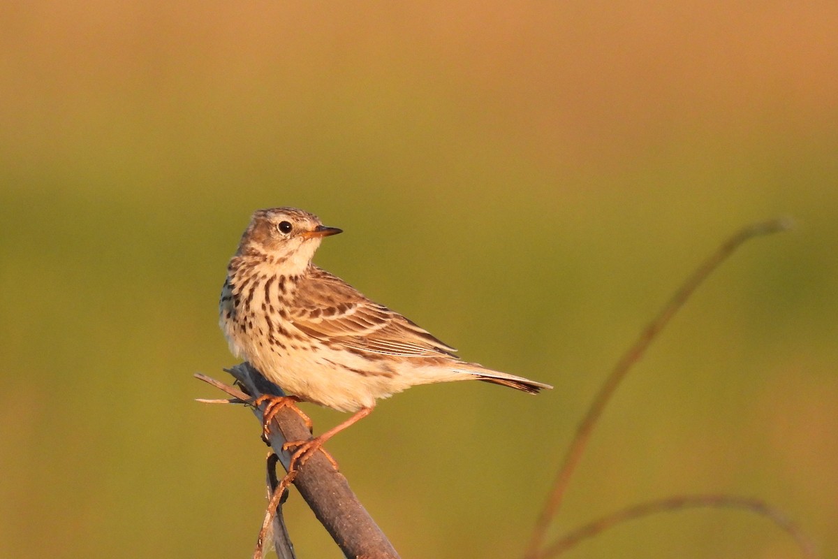 Meadow Pipit - ML619122753