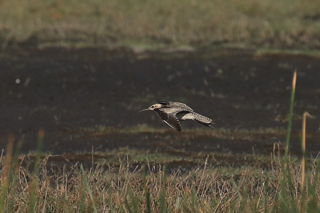 Little Curlew - ML619122770