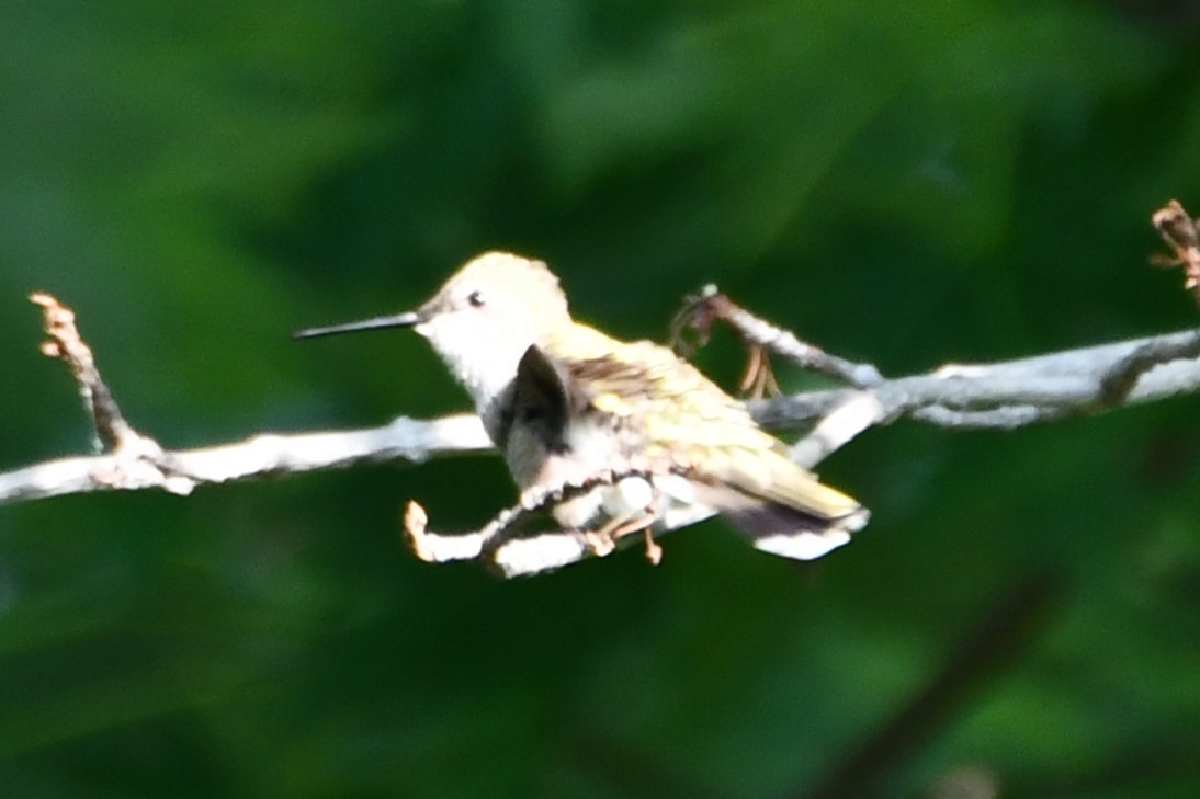 Black-chinned Hummingbird - ML619122833