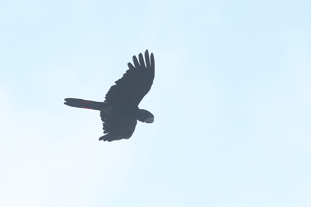 Red-tailed Black-Cockatoo - ML619122835