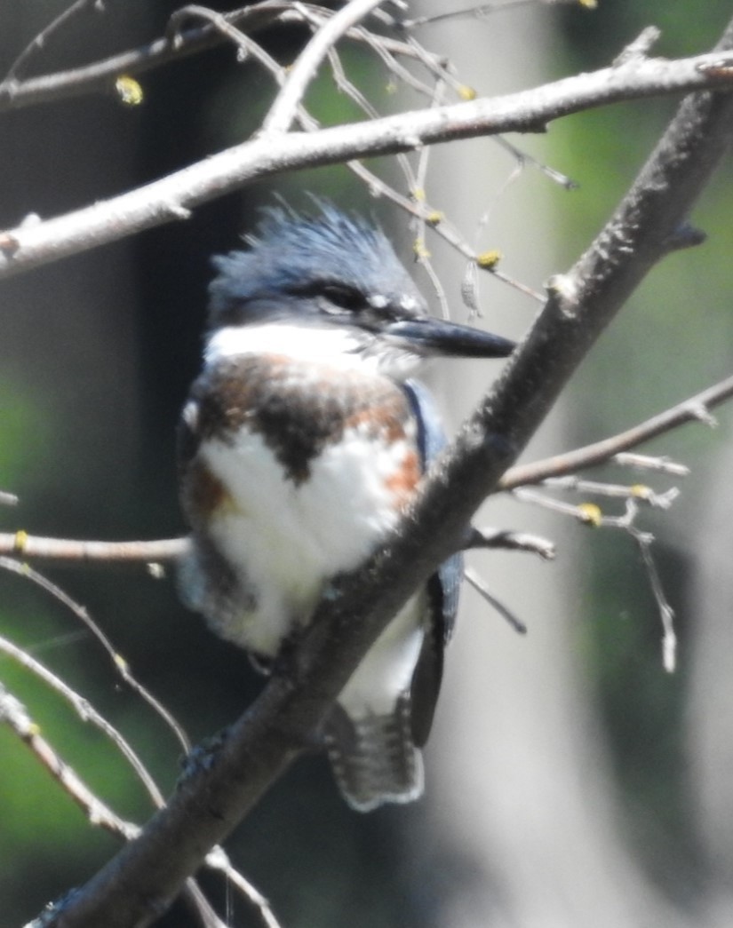 Belted Kingfisher - ML619122839