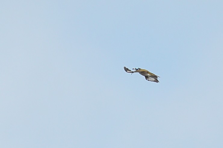 Mavi Yüzlü Balkuşu (albipennis) - ML619122842