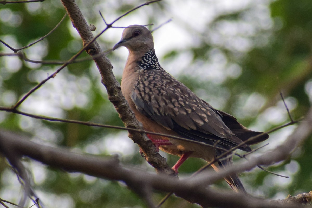 Spotted Dove - ML619122856
