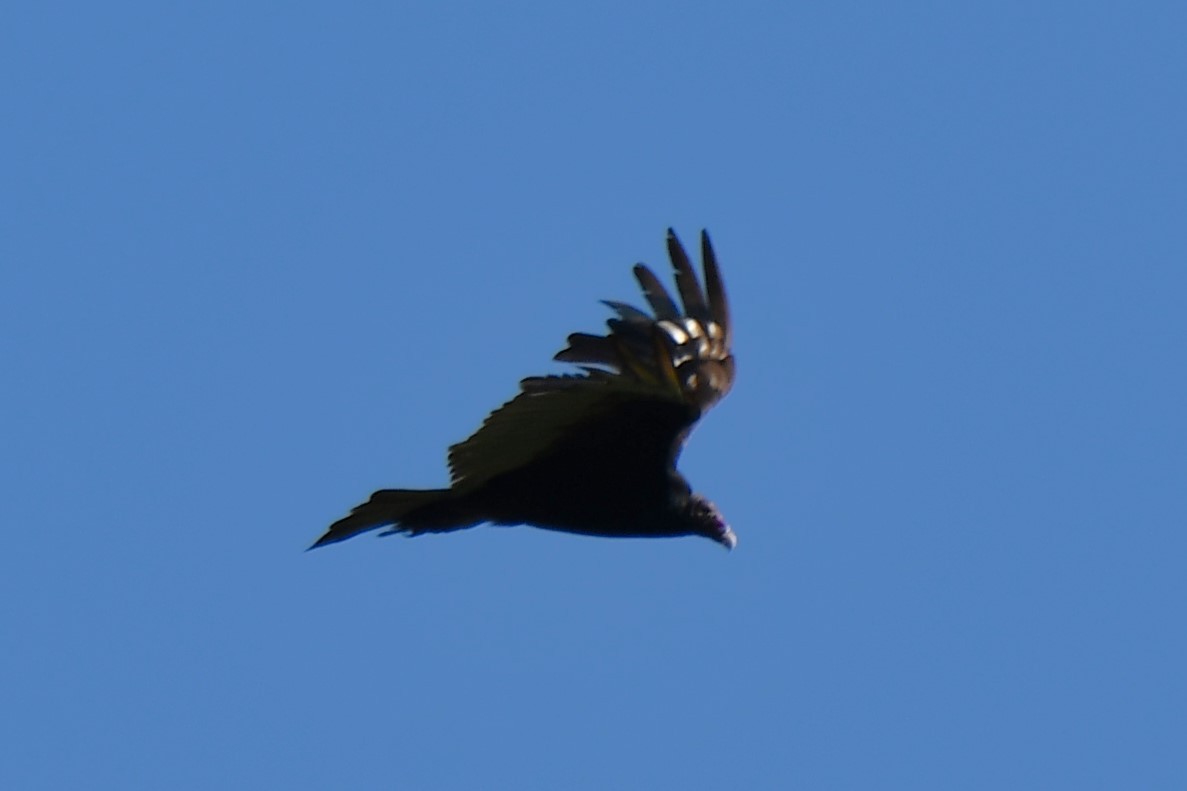 Turkey Vulture - ML619122857