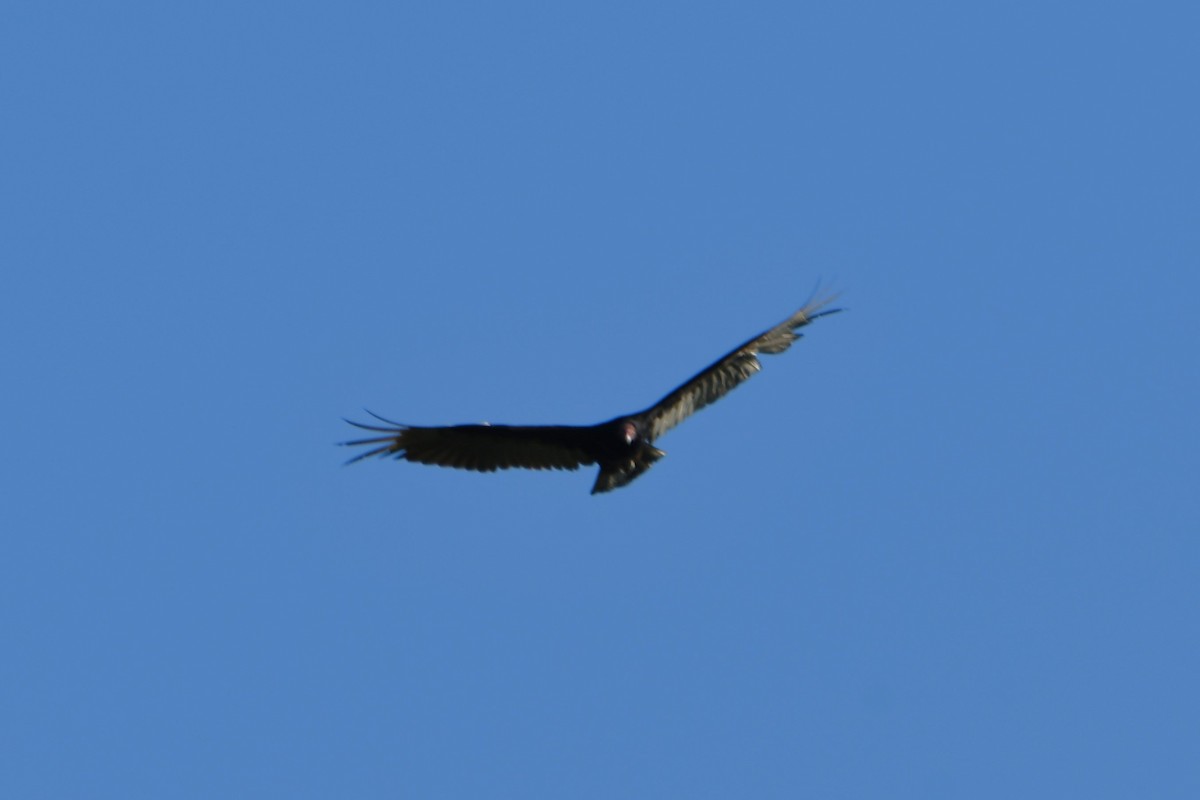 Turkey Vulture - ML619122858
