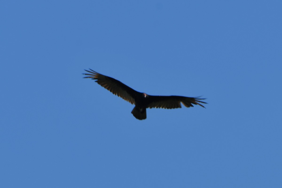 Turkey Vulture - ML619122859