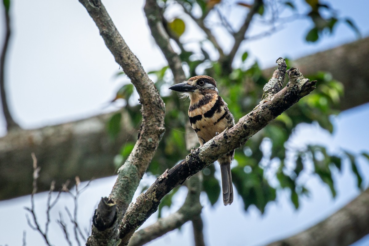 Two-banded Puffbird - ML619122904