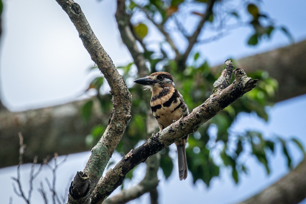 Two-banded Puffbird - ML619122905