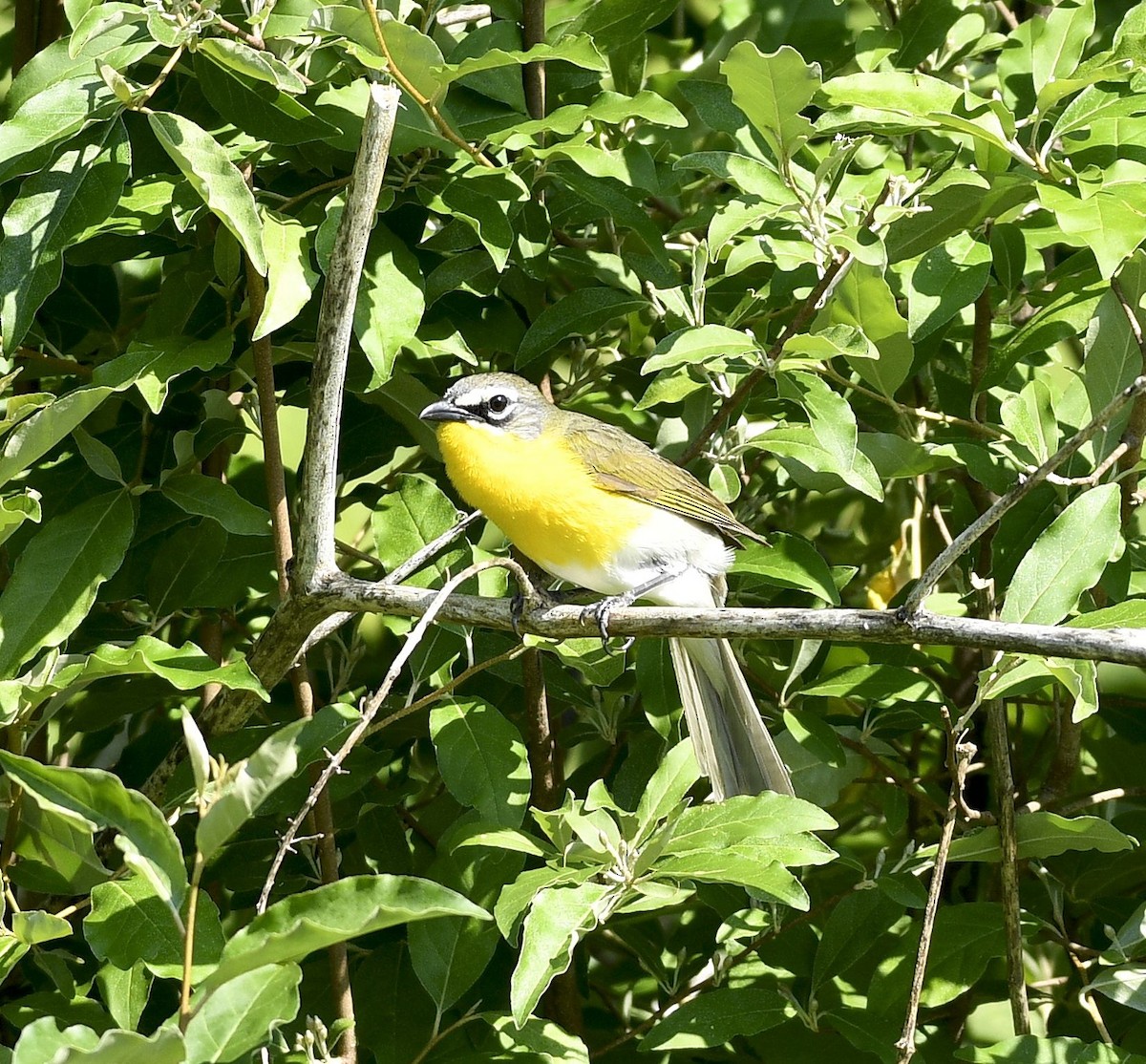 Yellow-breasted Chat - ML619123056