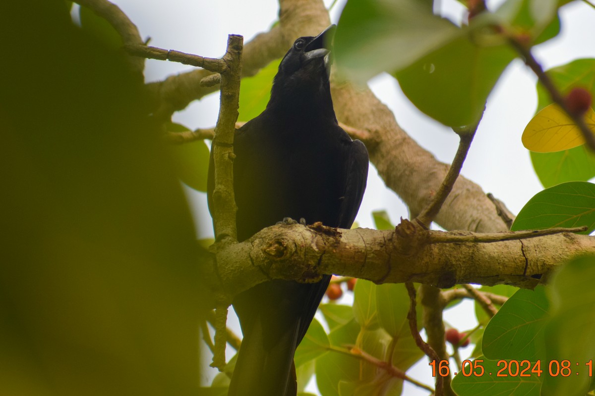 Large-billed Crow - ML619123059