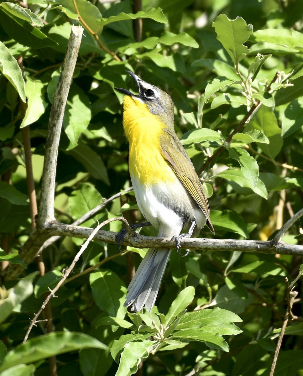 Yellow-breasted Chat - ML619123064