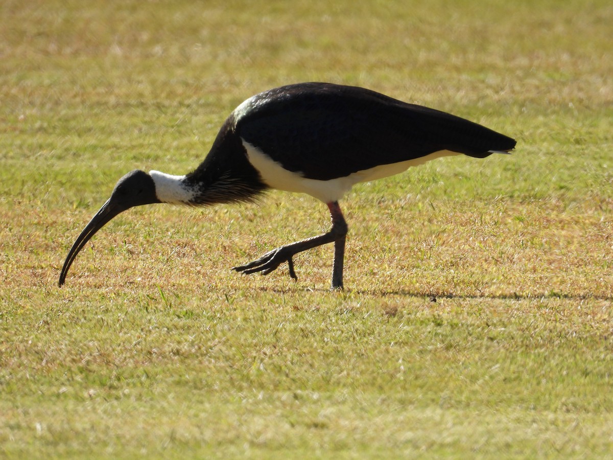 ibis slámokrký - ML619123081