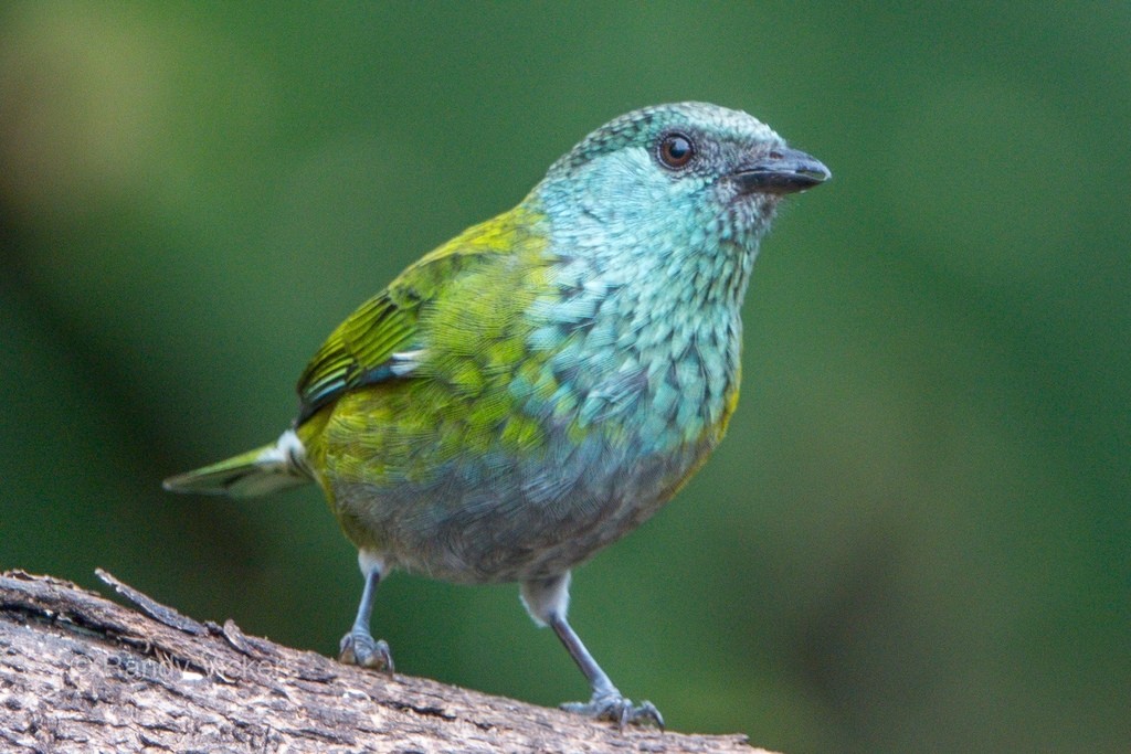 Black-capped Tanager - ML619123119