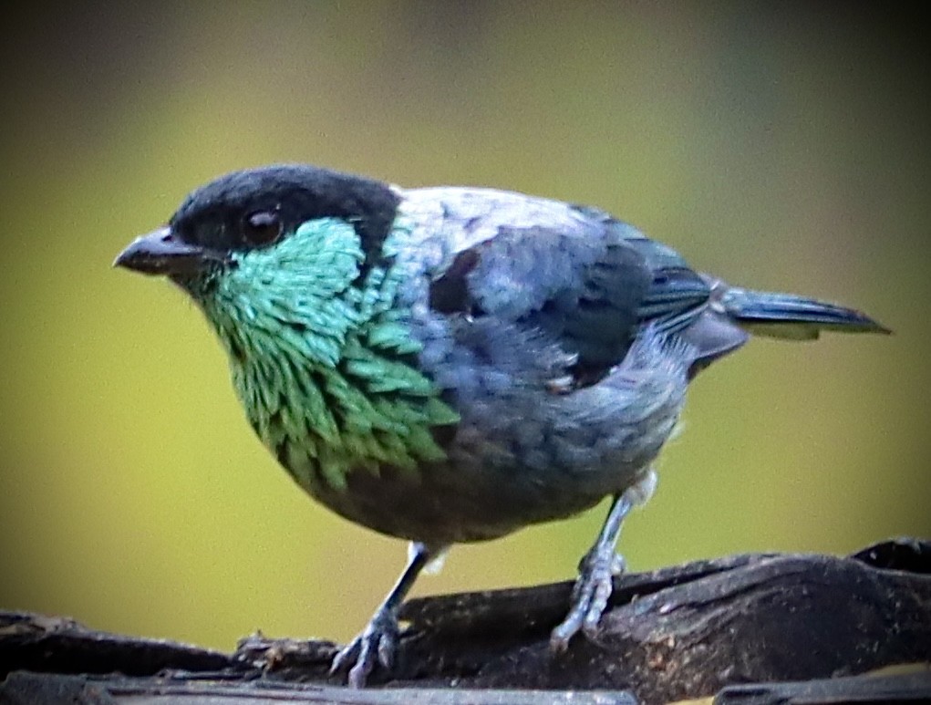 Black-capped Tanager - ML619123120