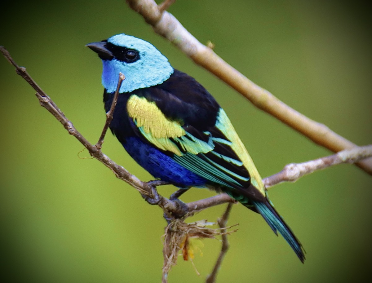Blue-necked Tanager - ML619123131