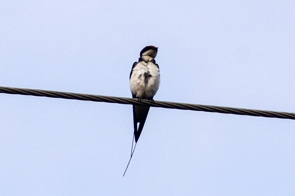 Wire-tailed Swallow - ML619123138