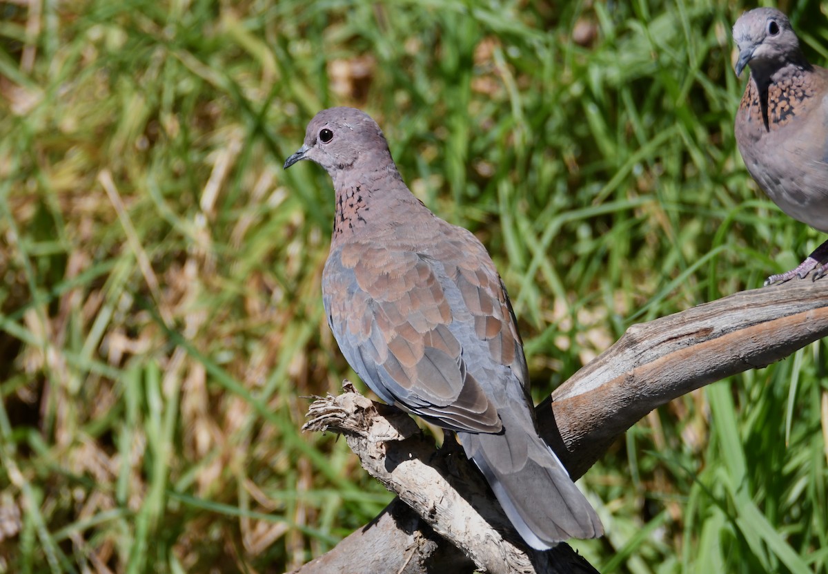 Laughing Dove - ML619123166