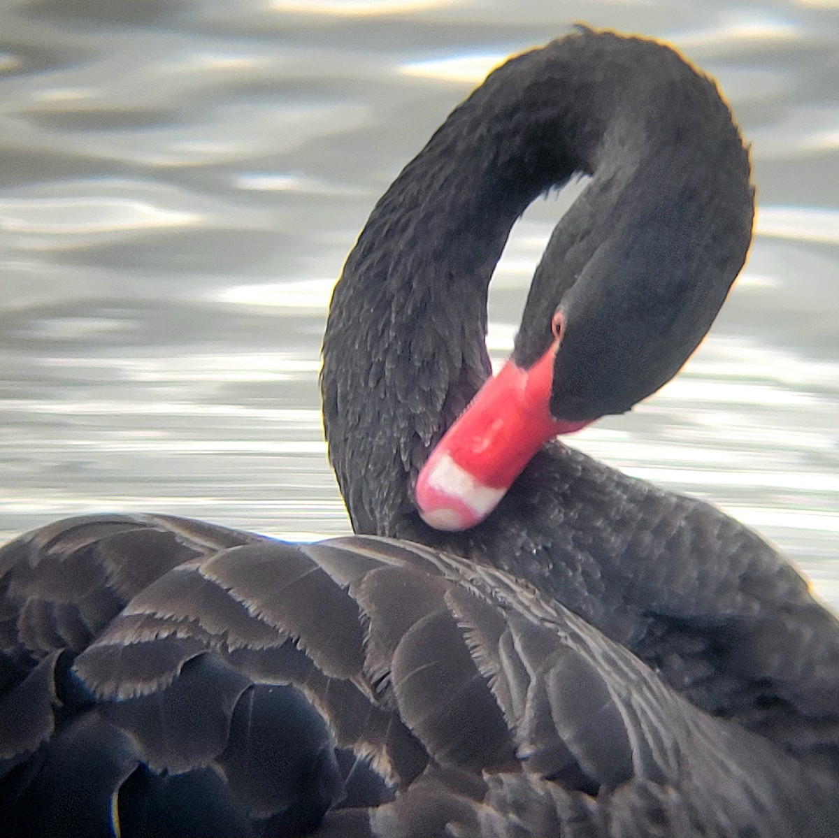 Black Swan - ML619123289