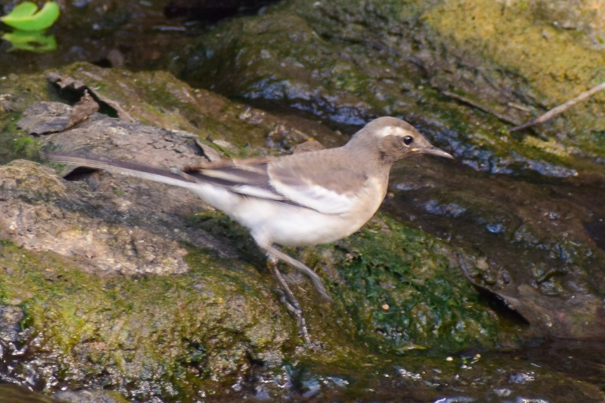 White-browed Wagtail - ML619123294