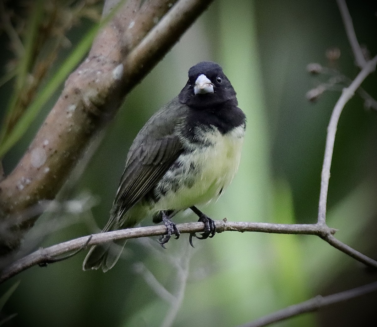 Yellow-bellied Seedeater - ML619123308