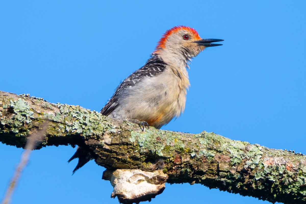 Red-bellied Woodpecker - ML619123375