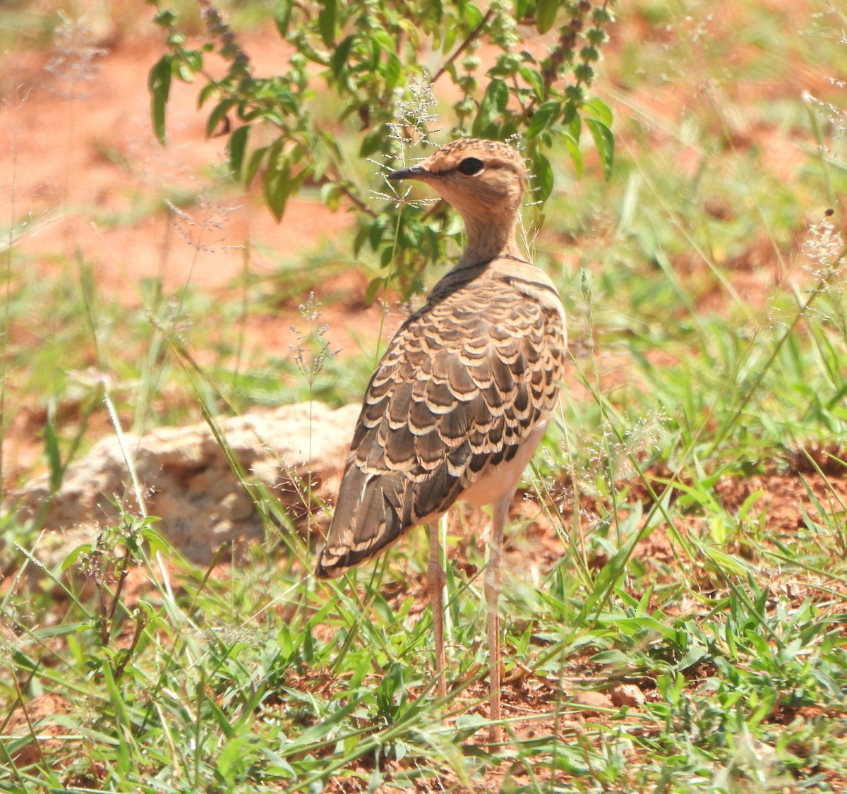 Double-banded Courser - ML619123388