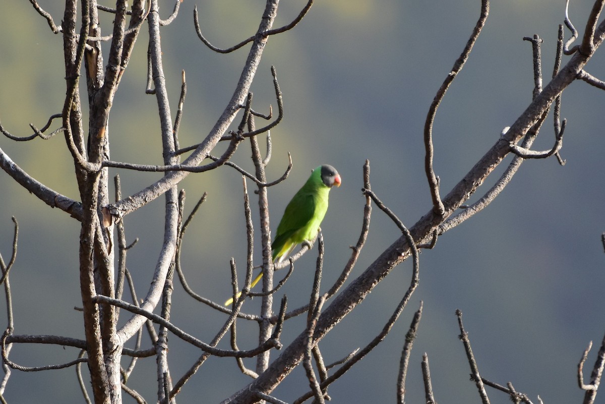 Himalaya Yeşil Papağanı - ML619123396