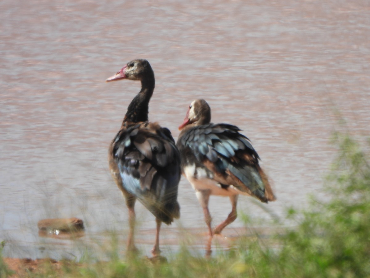 Spur-winged Goose - ML619123487