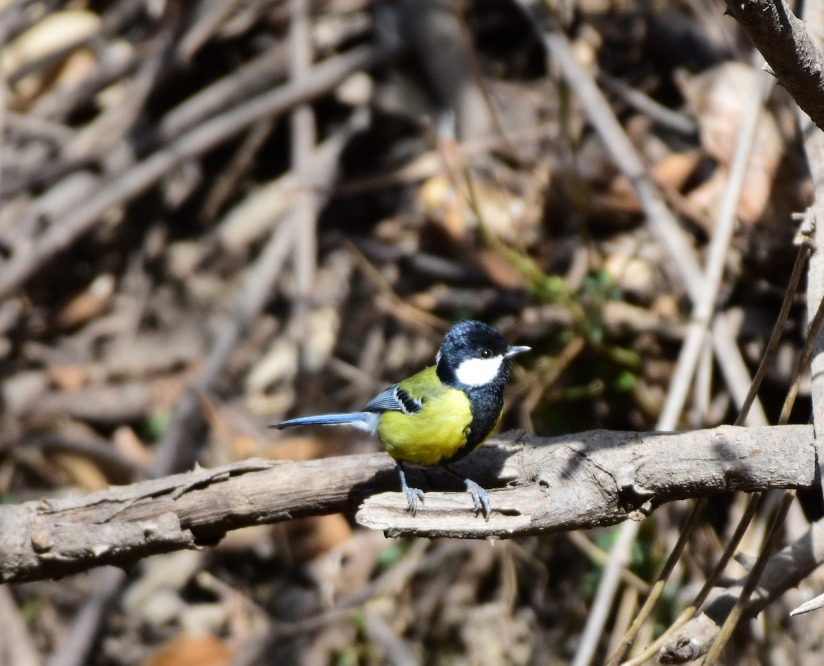 Green-backed Tit - ML619123589