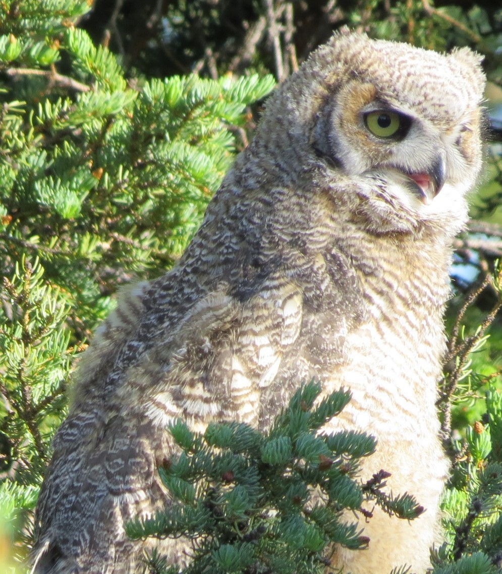 Great Horned Owl - ML619123623