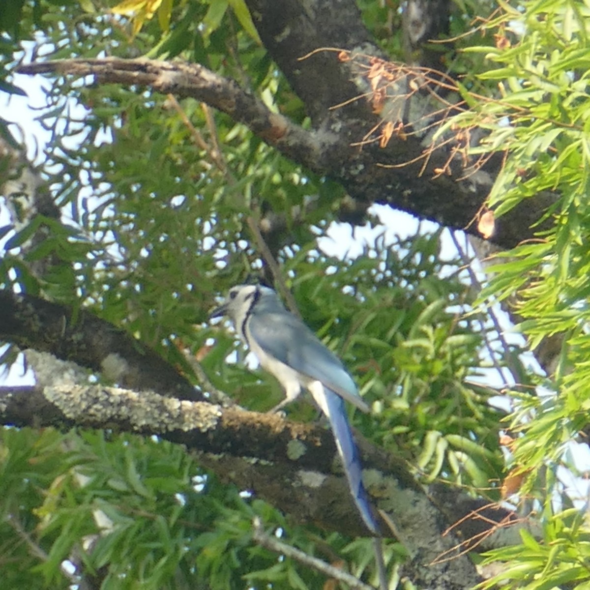 White-throated Magpie-Jay - ML619123641