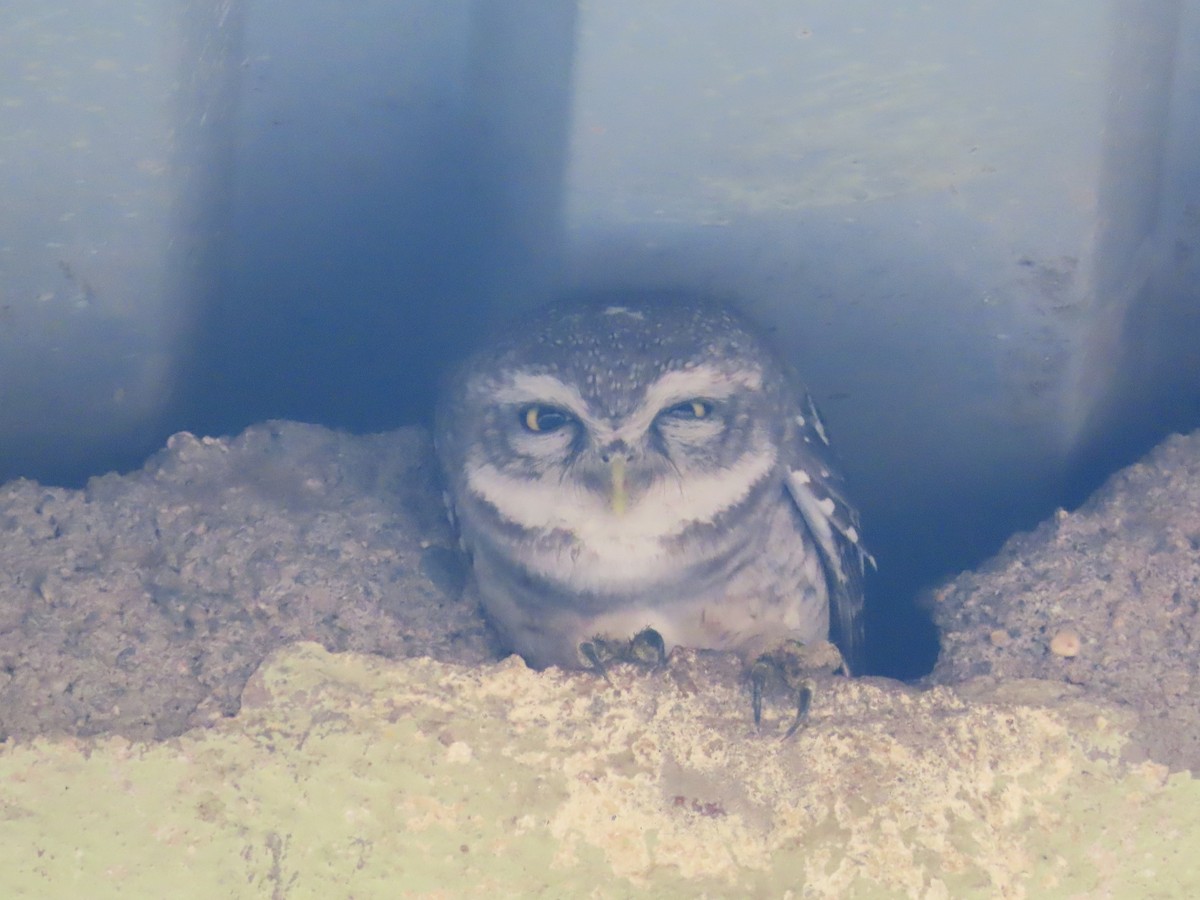 Spotted Owlet - ML619123647
