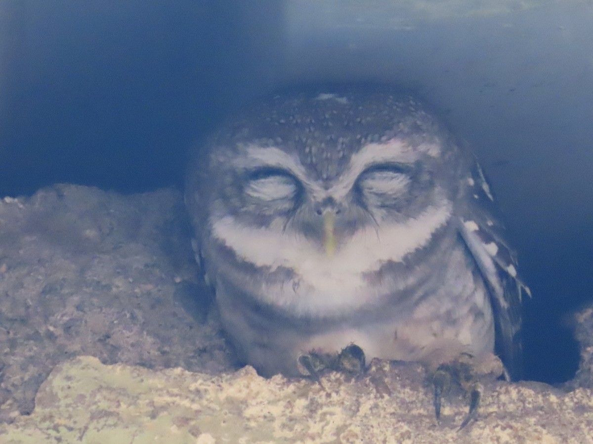 Spotted Owlet - ML619123648