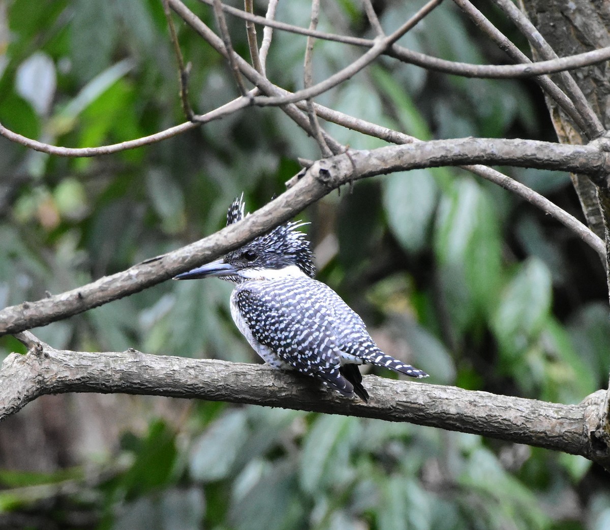 Crested Kingfisher - ML619123652