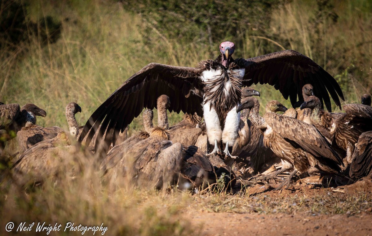 Lappet-faced Vulture - ML619123672