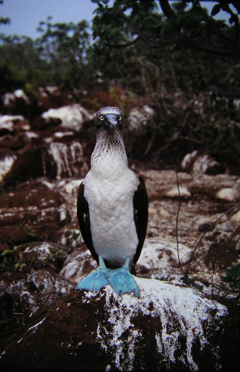Blue-footed Booby - ML619123675