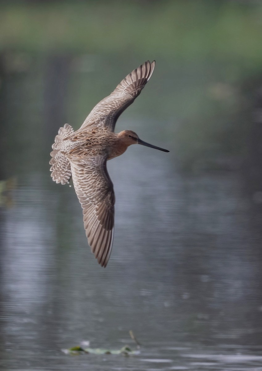 Asian Dowitcher - ML619123709