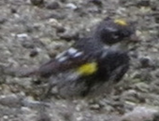 Yellow-rumped Warbler - ML619123763