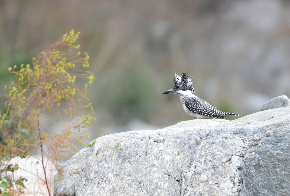 Crested Kingfisher - ML619123784