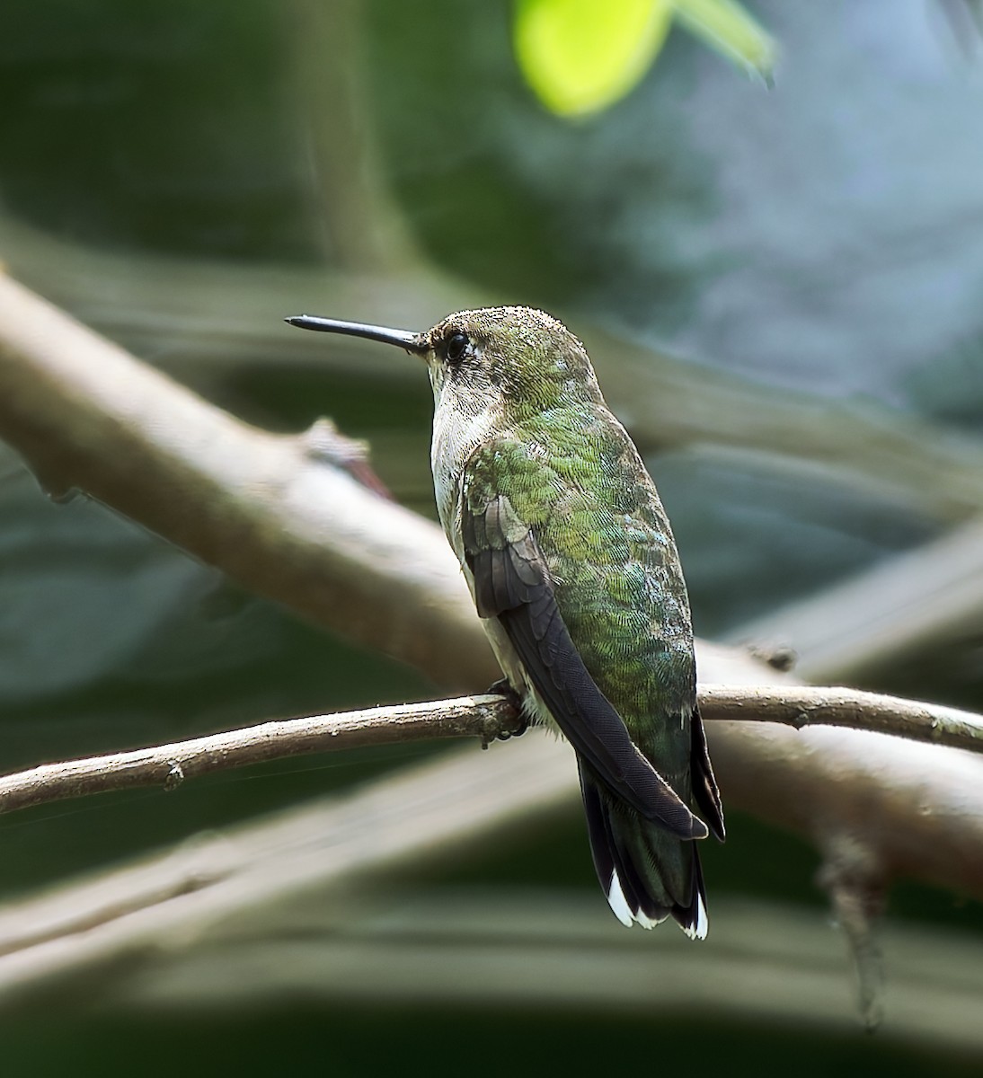 Ruby-throated/Black-chinned Hummingbird - ML619123877