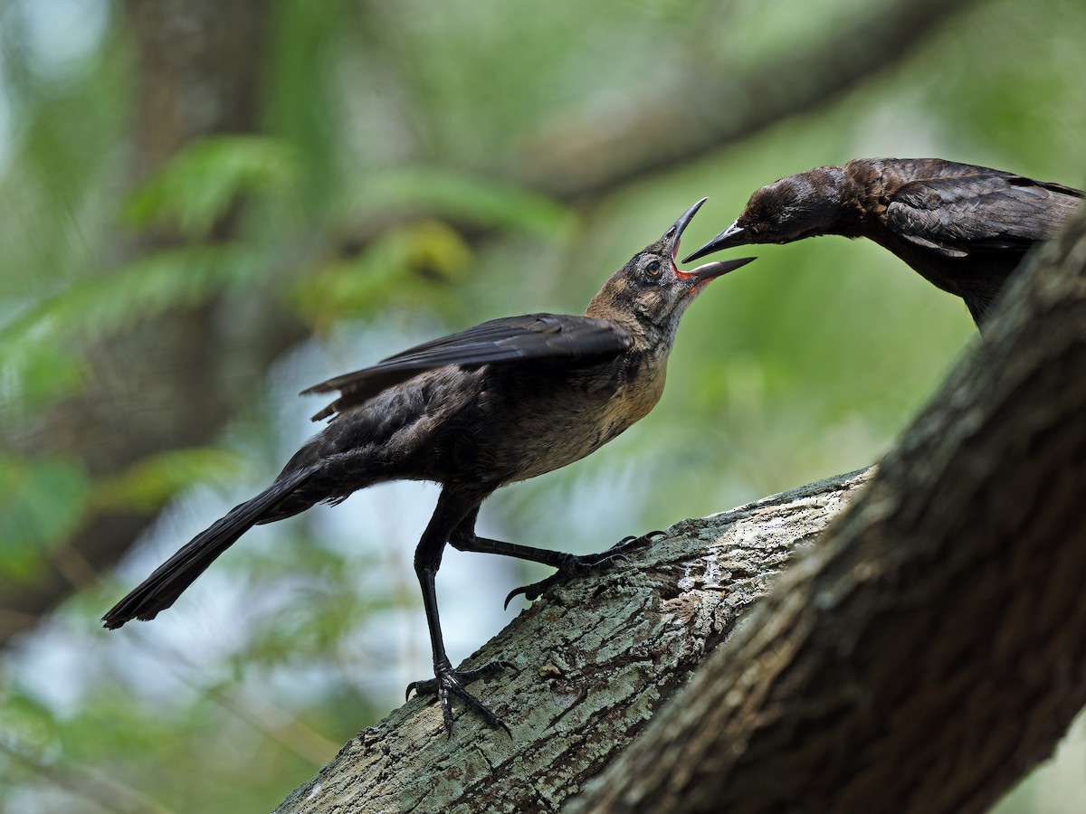 Great-tailed Grackle - ML619123912