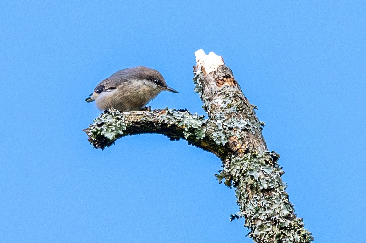 Brown-headed Nuthatch - ML619123937