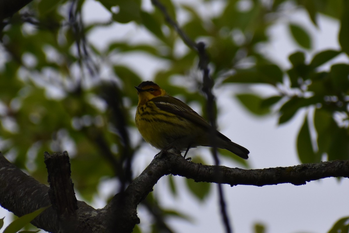 Cape May Warbler - ML619124009